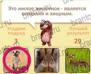 игра Пушистые вопросы все отгадки Одноклассники уровень 20