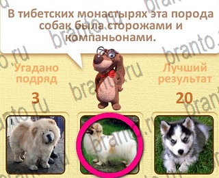 игра Пушистые вопросы ответы уровень 30