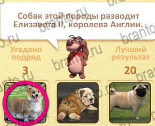 Пушистые вопросы все ответы уровень 23