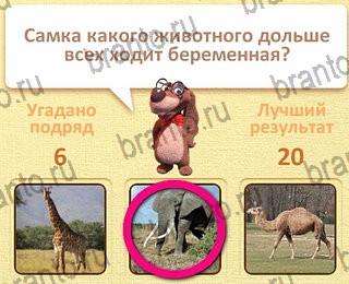 подсказки на все уровни игры Пушистые вопросы уровень 26