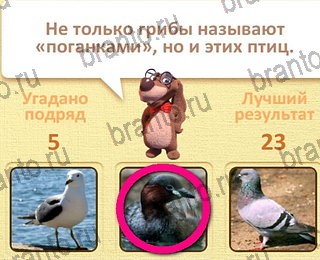 Пушистые вопросы ответы уровень 10