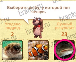 игра Пушистые вопросы в Одноклассниках подсказки уровень 14