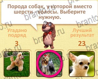 Пушистые вопросы помощь уровень 15