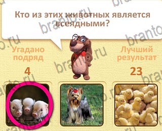 Пушистые вопросы в Одноклассниках помощь уровень 16