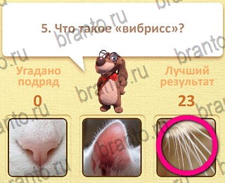 Игра Пушистые вопросы Одноклассники решения уровень 17