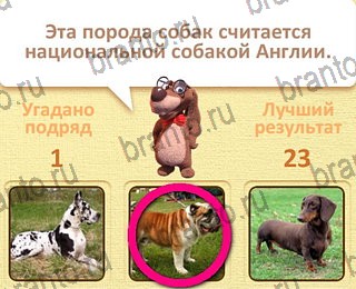 Пушистые вопросы все отгадки Одноклассники уровень 19