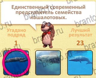 игра Пушистые вопросы разгадки на все задания уровень 22