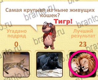 игра Пушистые вопросы все ответы уровень 24