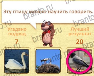 игра Пушистые вопросы в Одноклассниках подсказки уровень 14