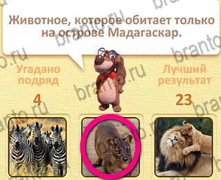 игра Пушистые вопросы все ответы уровень 24