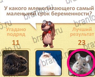 Пушистые вопросы все ответы уровень 23