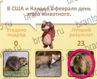 игра Пушистые вопросы все ответы уровень 24