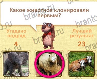 решения на все задания игры Пушистые вопросы уровень 28