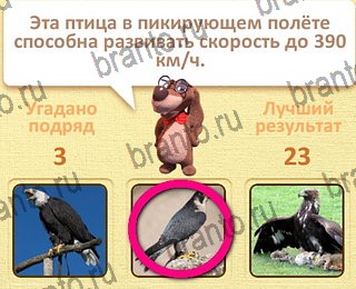 игра Пушистые вопросы разгадки на все задания уровень 22