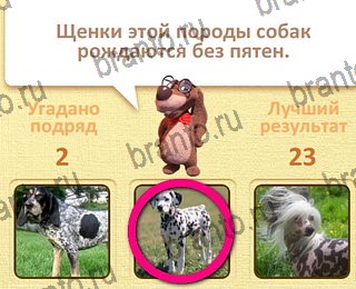 игра Пушистые вопросы все отгадки Одноклассники уровень 20