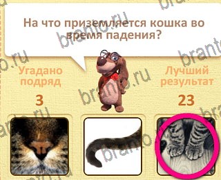 Пушистые вопросы разгадки к игре уровень 21