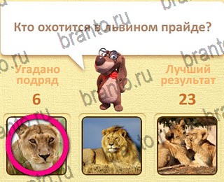 игра Пушистые вопросы все ответы уровень 24