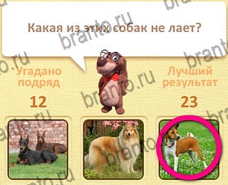 игра Пушистые вопросы ответы уровень 30