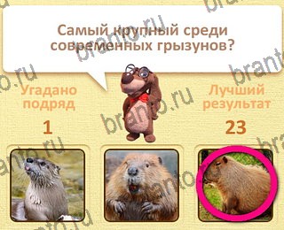 Пушистые вопросы ВК ответ на уровень 2