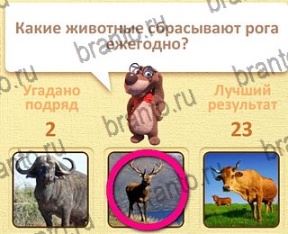 Пушистые вопросы Одноклассники решения на игру уровень 18