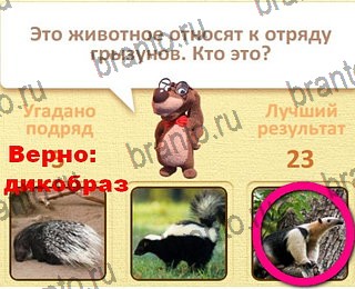 Пушистые вопросы разгадки к игре уровень 21