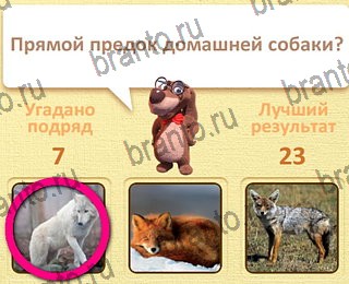 Пушистые вопросы Одноклассники найти ответы уровень 8