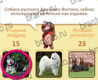 Пушистые вопросы в Одноклассниках помощь уровень 16