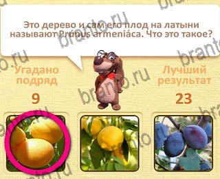 Пушистые вопросы ответы уровень 10