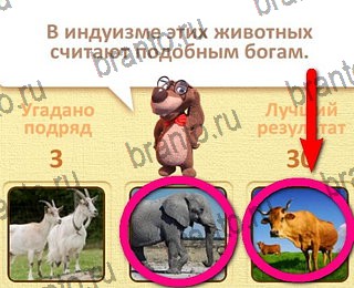 Одноклассники Пушистые вопросы ответ на уровень 4