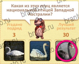 решения на все задания игры Пушистые вопросы уровень 28