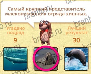 ответы на все уровни игры Пушистые вопросы уровень 25