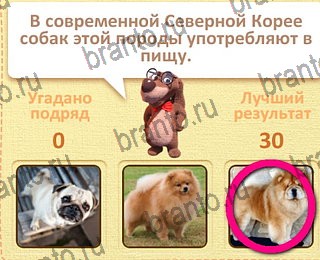 Пушистые вопросы помощь уровень 15