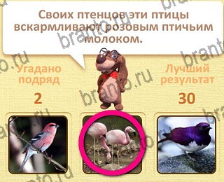 Пушистые вопросы Одноклассники решения на игру уровень 18