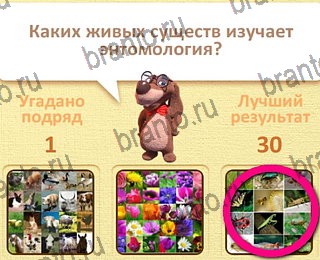 игра Пушистые вопросы все ответы уровень 24