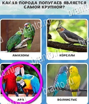 Всё обо всём игра ответы Уровень 74