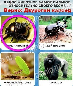 Игра Всё обо всём ответы вконтакте Уровень 90