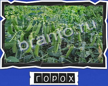 ВспомниЛось Овощи и специи игра ответы уровень 13