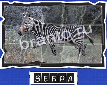 ВспомниЛось Животные игра ответы в одноклассниках уровень 7