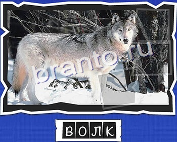 ВспомниЛось Животные игра в одноклассниках помощьуровень 15