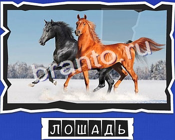 ВспомниЛось Животные ответы в картинках в контакте уровень 16