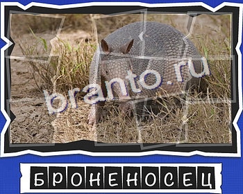 ВспомниЛось Животные игра подсказки Уровень 24