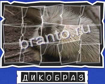 ВспомниЛось Животные игра помощь в контакте Уровень 25