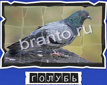 ВспомниЛось Птицы игра ответы в одноклассниках уровень 7