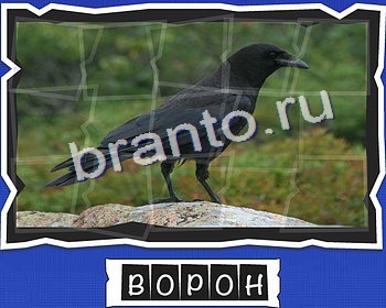 ВспомниЛось Птицы подсказки в контакте уровень 9