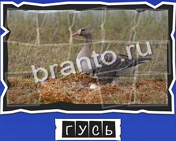 решебник на игру ВспомниЛось уровень 11