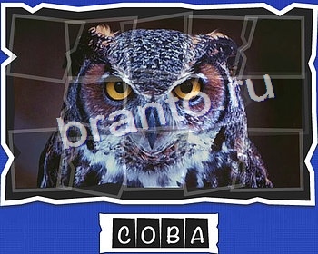 ВспомниЛось Птицы решения уровень 12