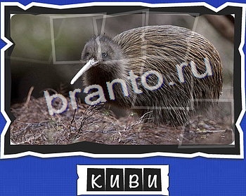 ВспомниЛось Птицы игра ответы уровень 13