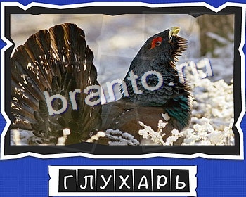 ВспомниЛось Птицы игра подсказки уровень 14