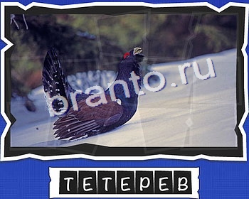 ВспомниЛось Птицы игра в одноклассниках помощьуровень 15