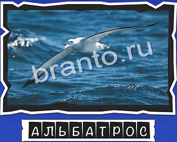 ВспомниЛось Птицы ответы в картинках в контакте уровень 16